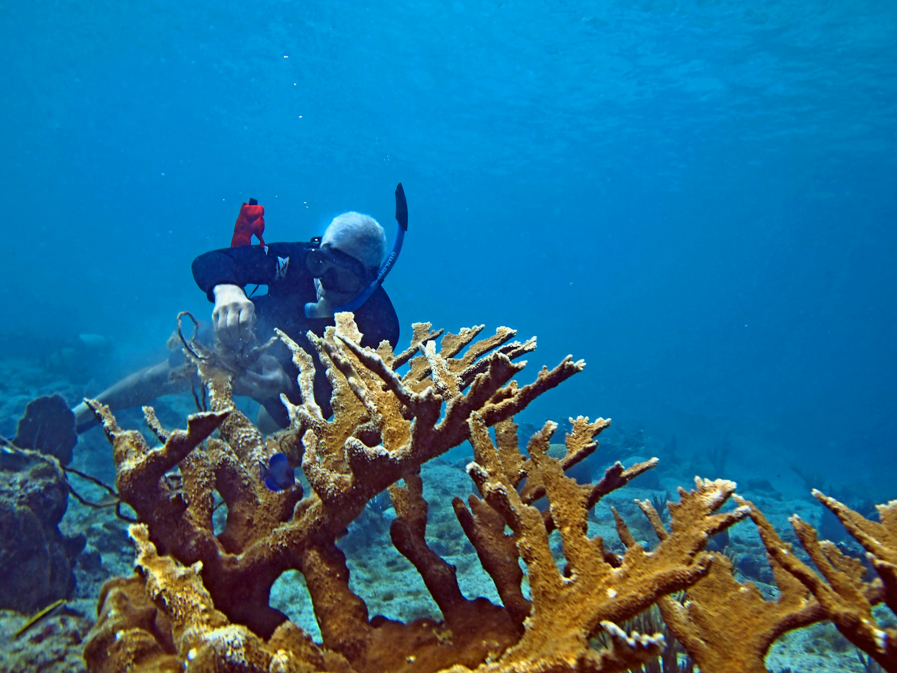 A diver clearing rope from elkhorn coral