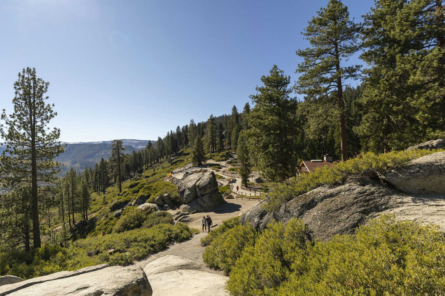 Hikers on a rocky trail through a pine forest under a blue sky